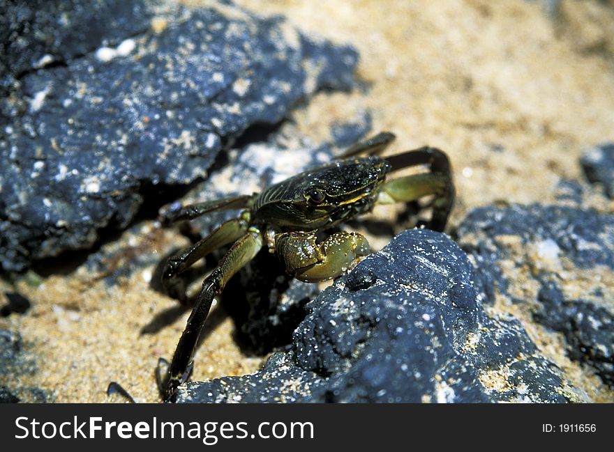 Crab on beach with rocks