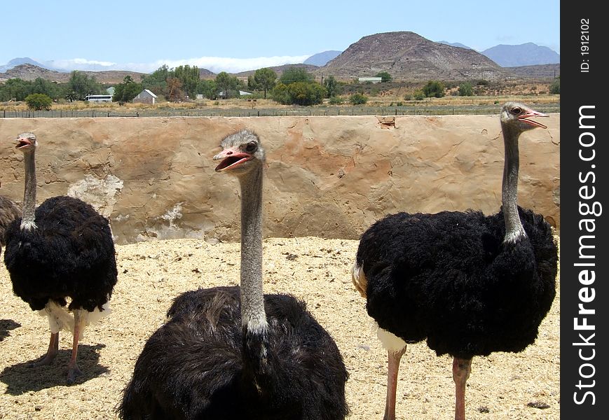 Three ostriches on a farm in South Africa