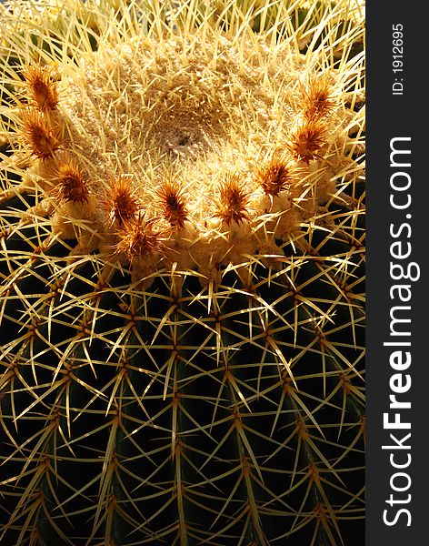 View of the side and circular top of a large, Golden Barrel Cactus, showing 3 inch long thorns and flowers.  Scientific name: echinocactus grusonii. View of the side and circular top of a large, Golden Barrel Cactus, showing 3 inch long thorns and flowers.  Scientific name: echinocactus grusonii.