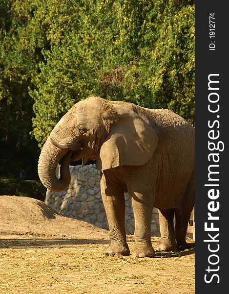 Elephant in Ramat Gan zoo, Israel