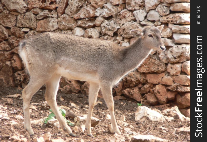 A female deer walking toward the the side of the image.