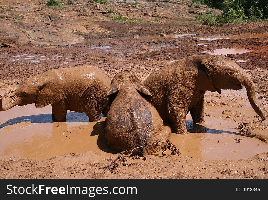 Baby Elephants serenading in a mud pool. Baby Elephants serenading in a mud pool