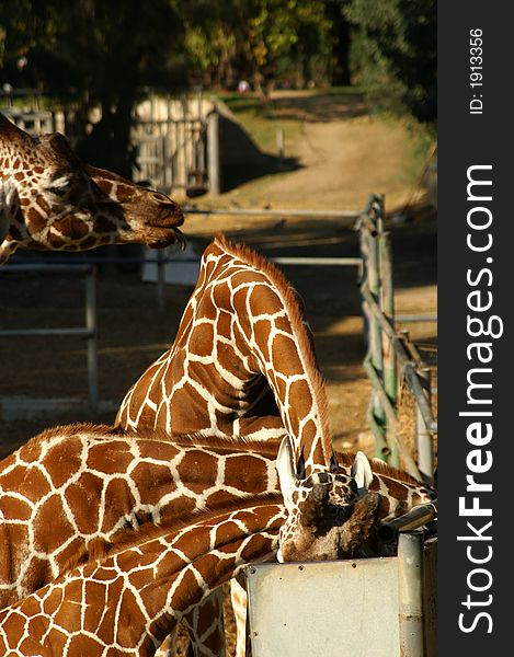 Giraffe family in a safari , eating. Giraffe family in a safari , eating