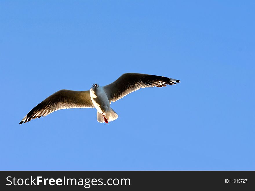 A single seagull hovers over the blue waters of the Great Barrier reef. A single seagull hovers over the blue waters of the Great Barrier reef