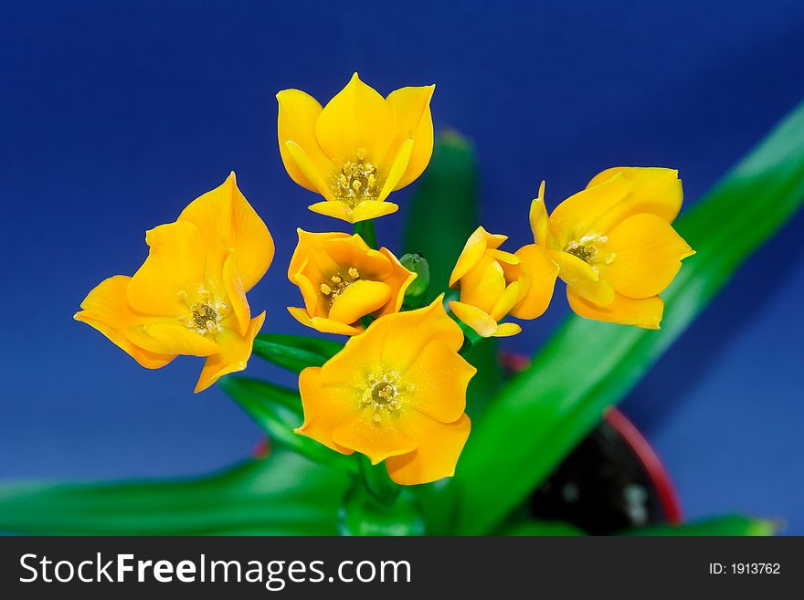 Ornithogalum Dubium - Oranjezicht - lovely flower