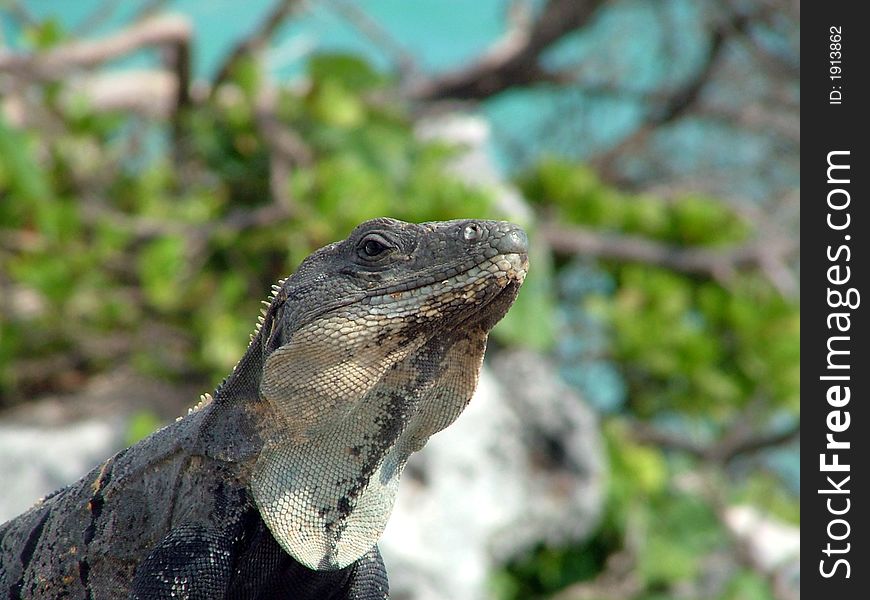 Iguana at the caribean coast, mexico