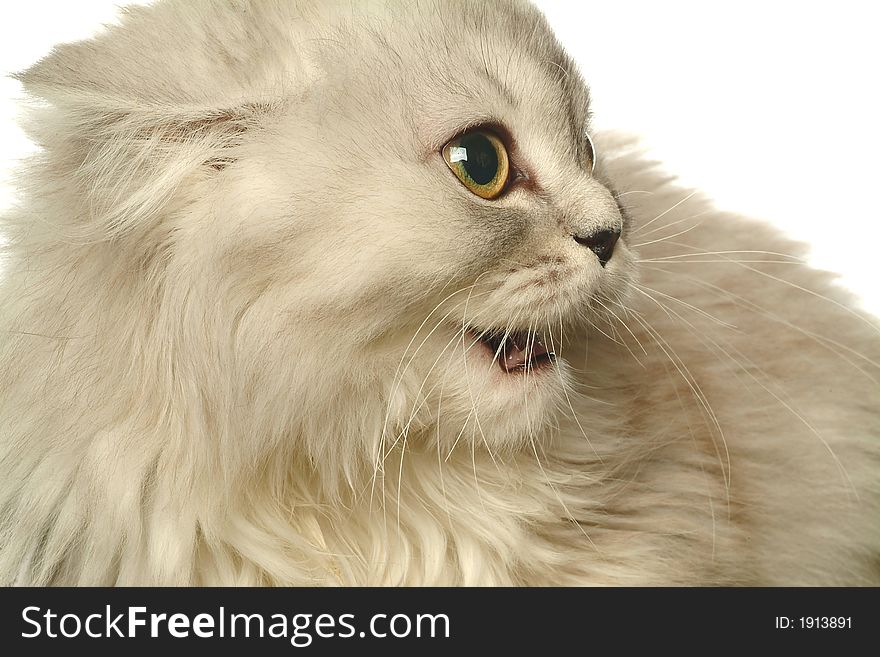 Close-up of the scared kitten on a white background