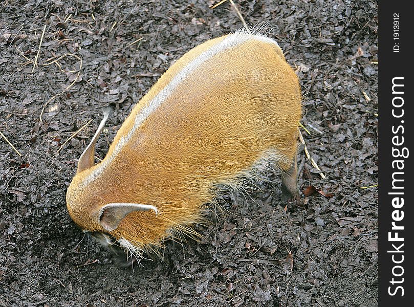 Red River hog. View from above. Red River hog. View from above