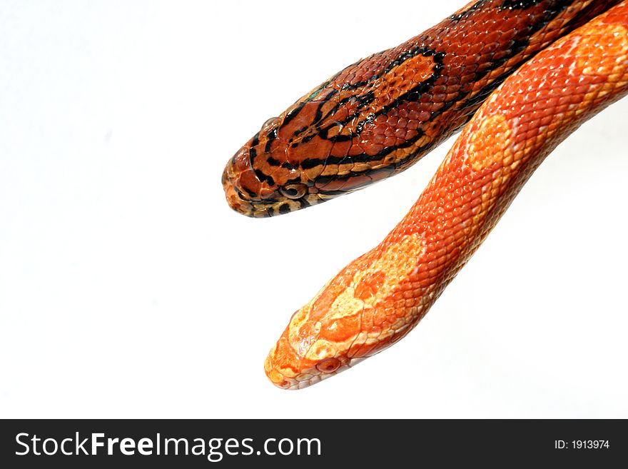 Two corn snake on white background
