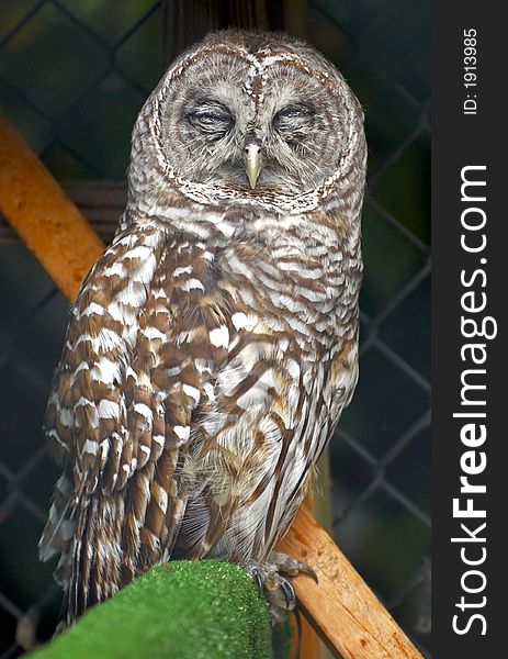 Owl on green perch in a cage