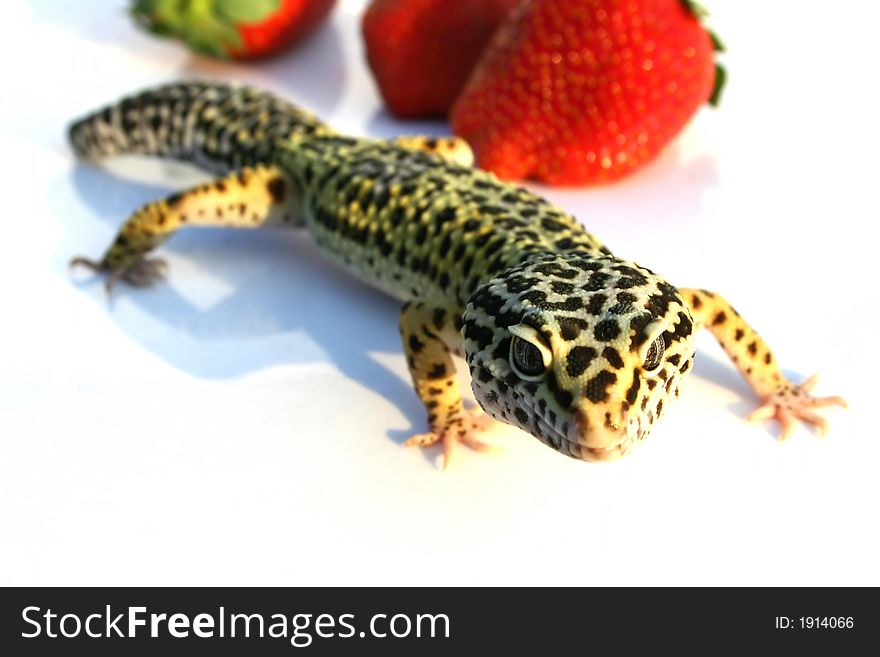 Gecko with strawberrys on white background. Gecko with strawberrys on white background
