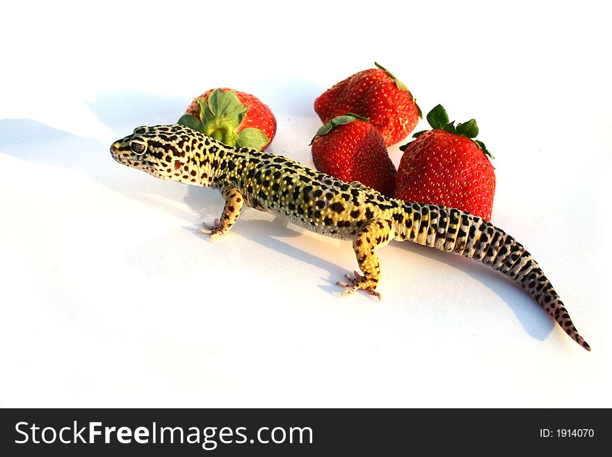 Gecko with strawberrys on white background. Gecko with strawberrys on white background
