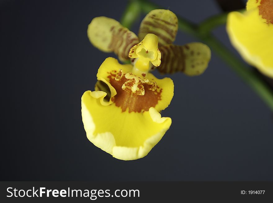 Gelbe Orchidee im Detail - yellow flower details