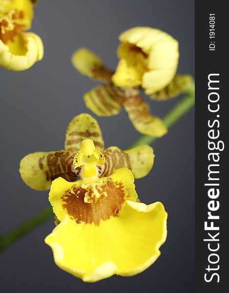 Gelbe Orchidee im Detail - yellow flower details
