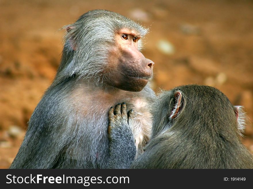 Two baboons showing affection by taking louse