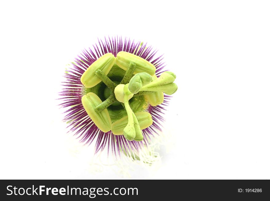 Passion flower isolated on a white background