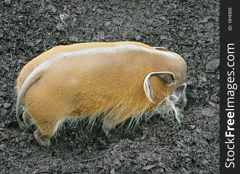 Red River hog. View from above. Red River hog. View from above