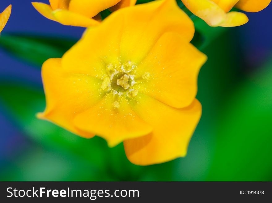 Ornithogalum Dubium - Oranjezicht - lovely yellow flower