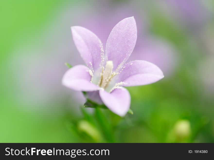 Blaublütige Glockenblume - a little dream flower
