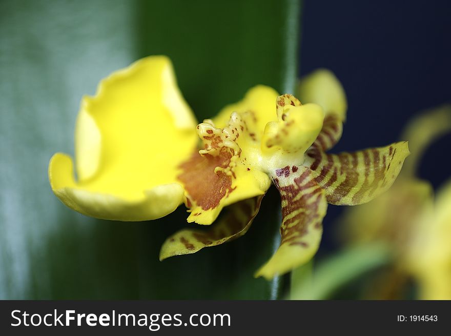Gelbe Orchidee im Detail - a yellow tropical flower. Gelbe Orchidee im Detail - a yellow tropical flower