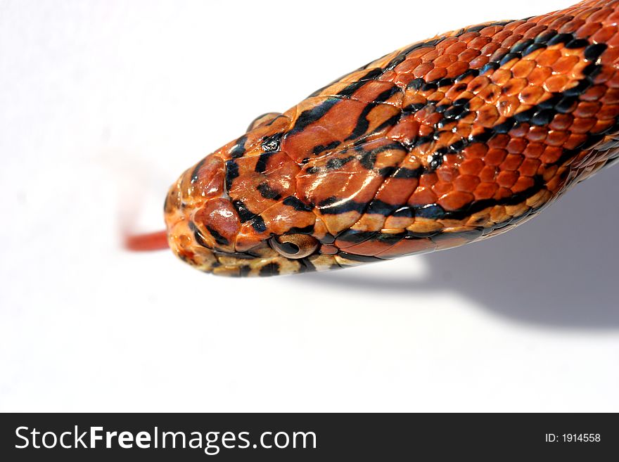 ELAPHE GUTTATA GUTTATA
corn snake had on white background