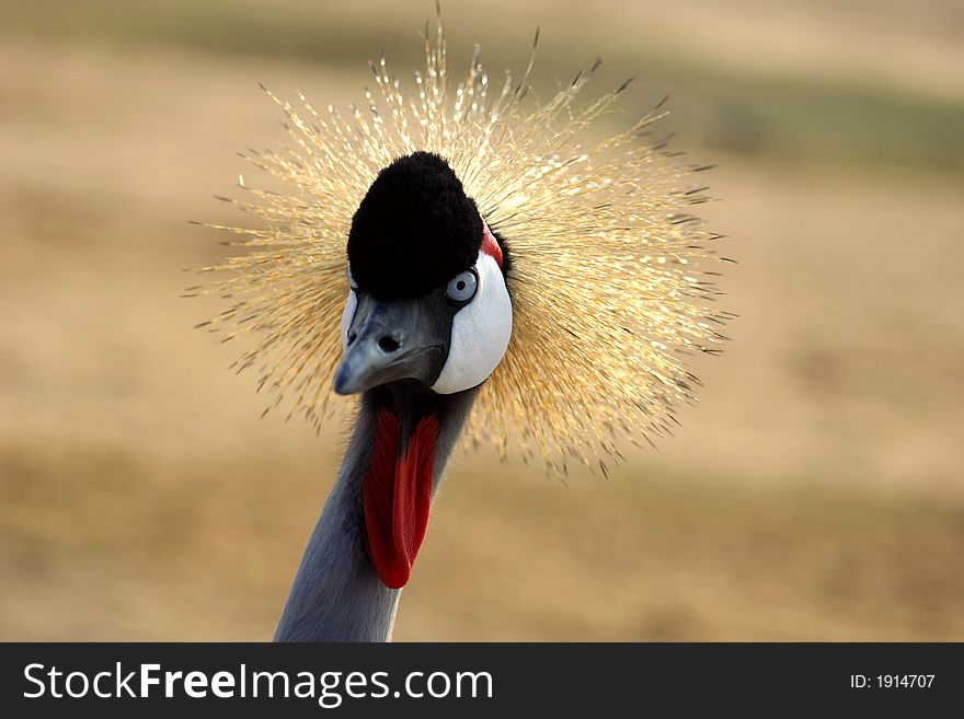 Grey Crowned Crane portrait in the safari