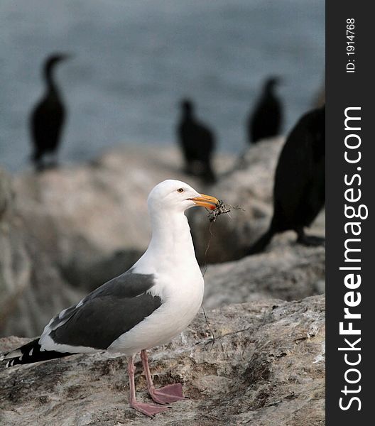 Seagull standing on rocks with a bug in its mouth