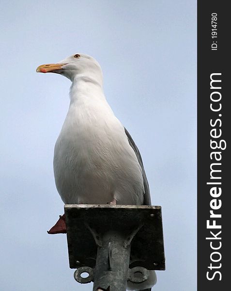 Seagull standing on a post