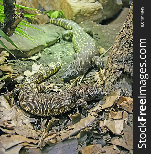 View of Rio Fuerte Beaded Lizard. View of Rio Fuerte Beaded Lizard