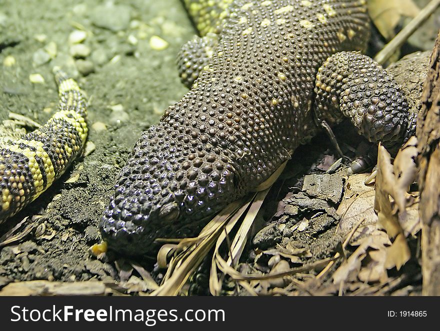 View of Rio Fuerte Beaded Lizard. View of Rio Fuerte Beaded Lizard