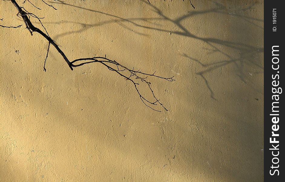 Branch against the background of the wall