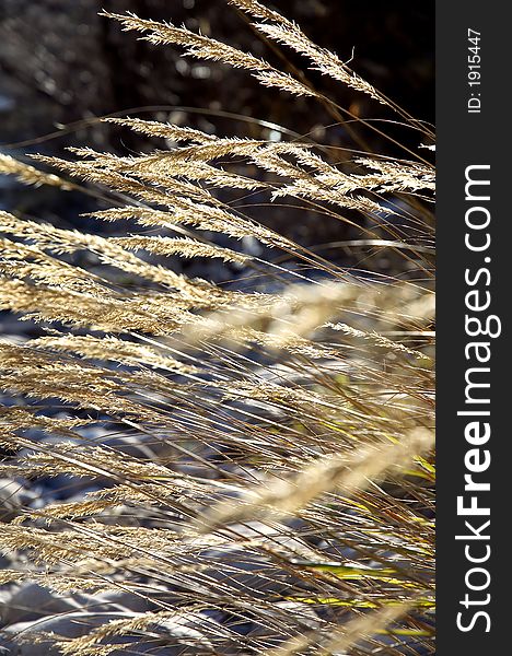 Long grass on the sun and slow wind.Wild meadow.