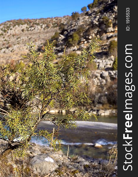 River with small stoned canyon and small tree in foreground. River with small stoned canyon and small tree in foreground