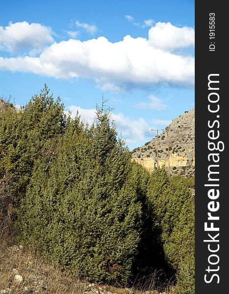 Green fresh plants with fine clouds in background