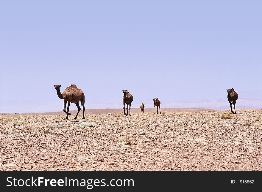 Five free camels going in a bare rocky desert in saharan Morocco.