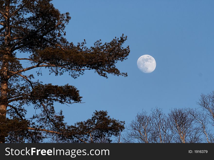In the last rays of a January sun a full moon rises above a ridge of barren deciduous trees and full growth Eastern White Pine. In the last rays of a January sun a full moon rises above a ridge of barren deciduous trees and full growth Eastern White Pine