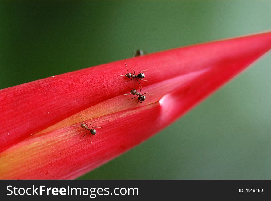 ants on a red leaf. ants on a red leaf