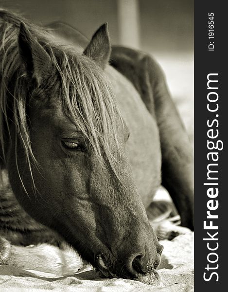 Wild pony, pony, Assateague, Ocean City, seashore, beach, sand, ocean. Wild pony, pony, Assateague, Ocean City, seashore, beach, sand, ocean