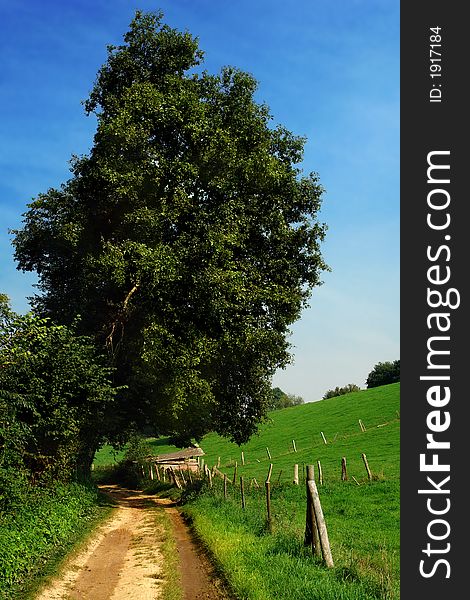 Sandy dirt track between the edge of a forest and hilly rolling grassland, fenced by barbed wire. Lone oak tree and meadows. Sandy dirt track between the edge of a forest and hilly rolling grassland, fenced by barbed wire. Lone oak tree and meadows.