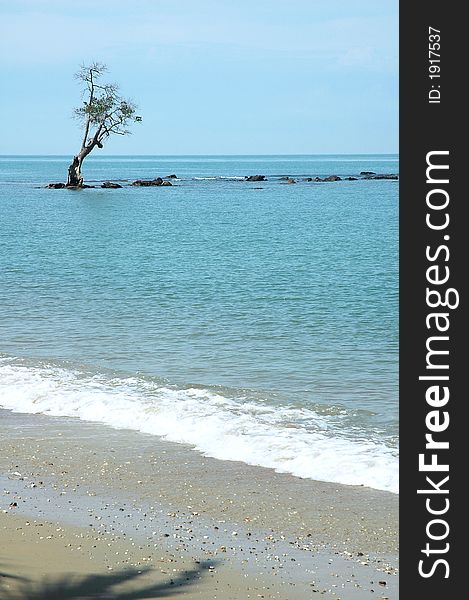 Lone tree and rocks in the sea. Lone tree and rocks in the sea