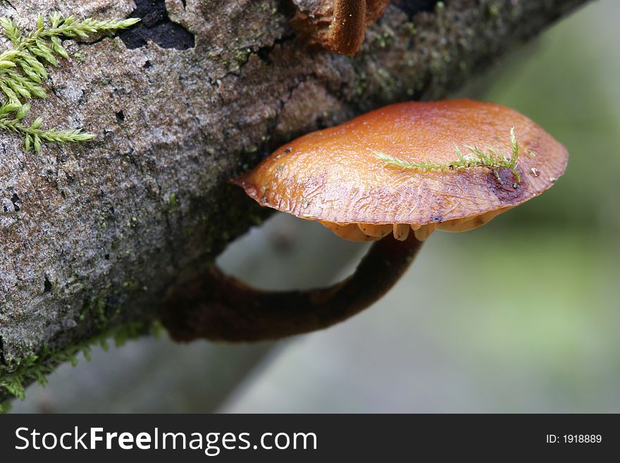 Small mushroom on dry branch with moss. Small mushroom on dry branch with moss