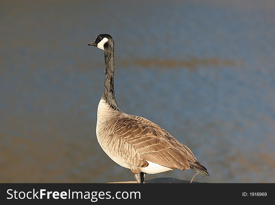 Goose on bank of a lake with room for copy space. Goose on bank of a lake with room for copy space