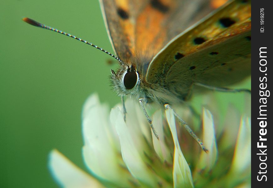 Butterfly on a flower in search of nectar