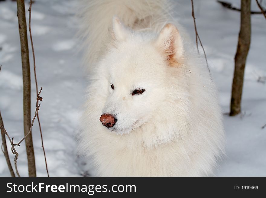 Samoed's dog in winter forest