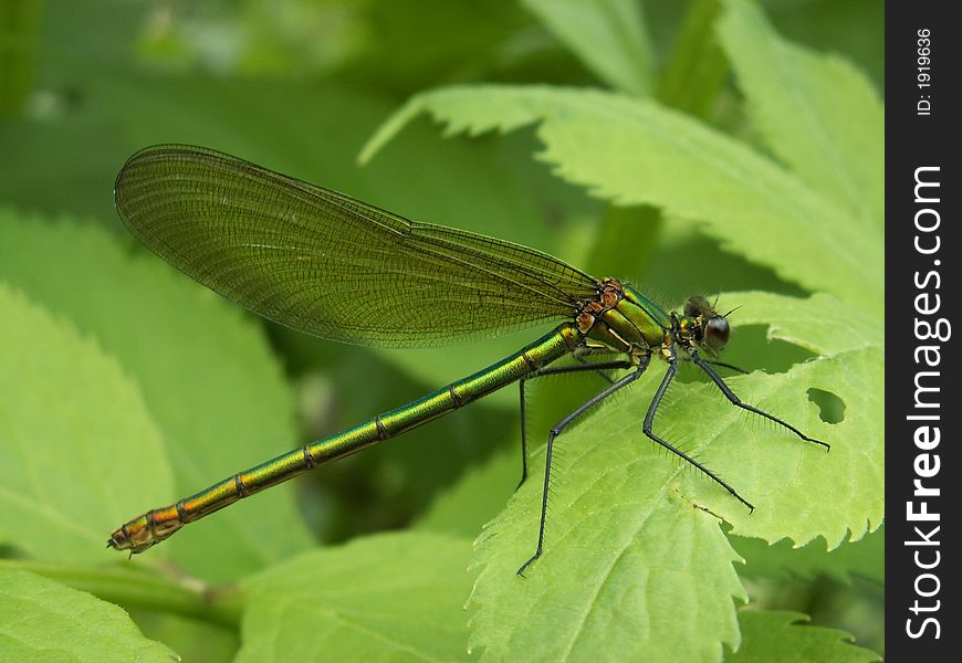 This dragonfly is the calopteryx splendens (female) location: herbeumont, belgium.