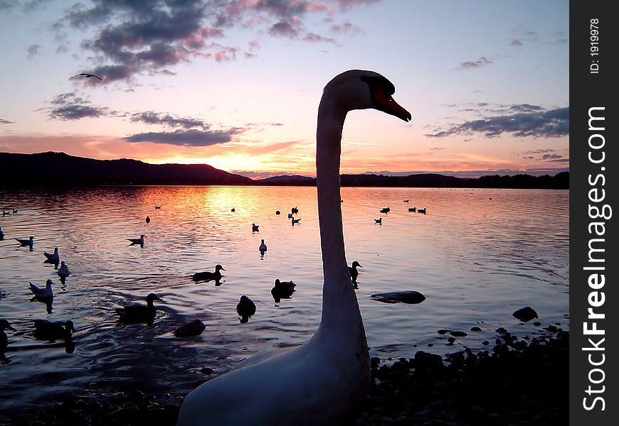 A silhuette of a swan and lake at sunset.