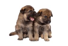 Two Sheepdog`s Puppys Isolated On White Background Royalty Free Stock Photos Two Sheepdog`s Puppys Isolated On White Background Royalty Free Stock Photos