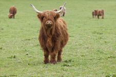 Highland Cattle Stock Photos