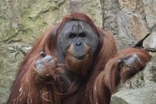 Orangutan Stock Image