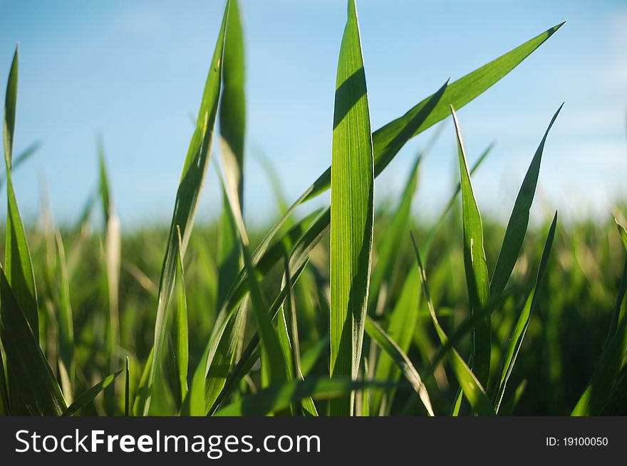 Close up photo of fresh spring wheat. Close up photo of fresh spring wheat